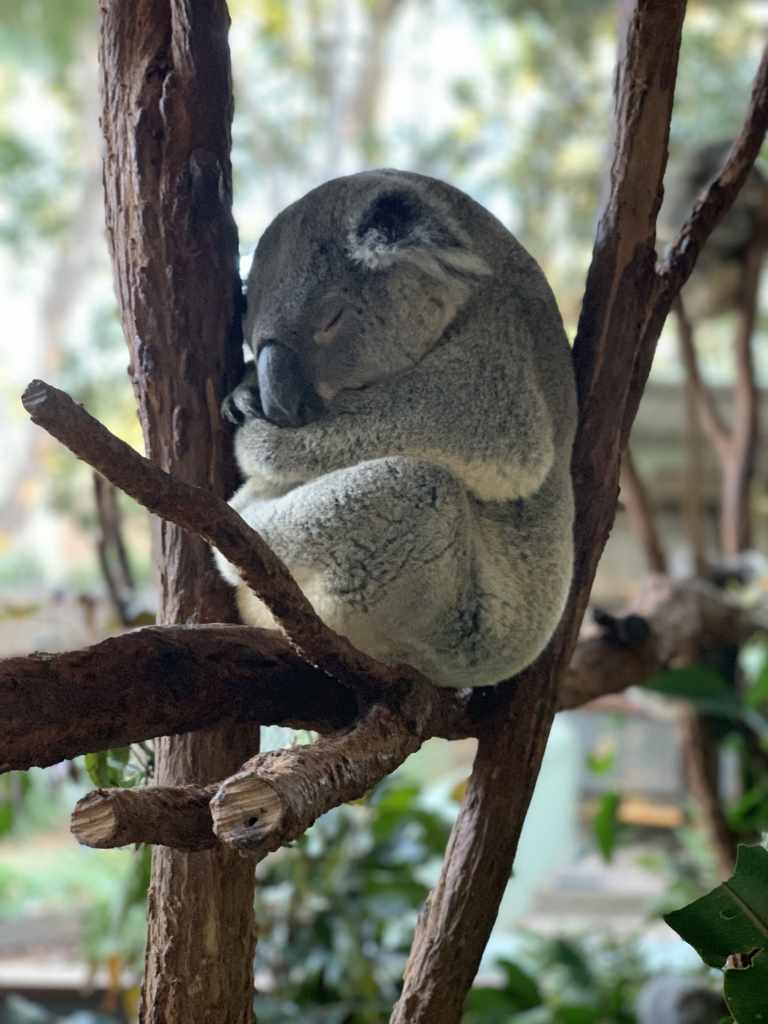 sanctuary lone pine koala